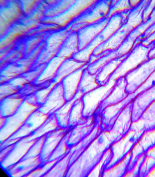 LEVENHUK Microscope for Children with Experimental Set K50 LabZZ M101 Purple 40x-640x mikroskoobid