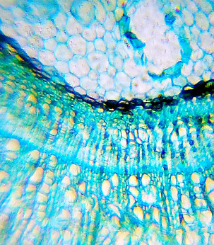 LEVENHUK Microscope for Children with Experimental Set K50 LabZZ M101 Sky Blue 40x-640x mikroskoobid