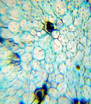 LEVENHUK Microscope for Children with Experimental Set K50 LabZZ M101 Orange 40x-640x mikroskoobid